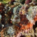 scorpionfish_papuan_shag_h_0705_png0907.jpg